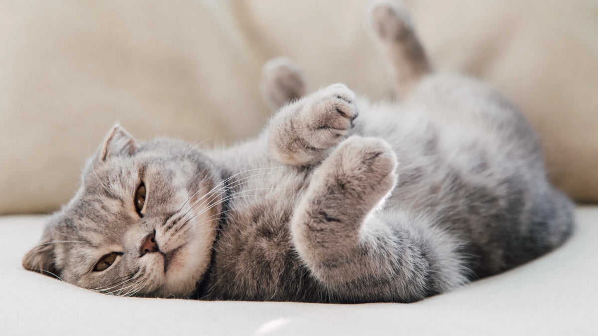 A beautiful cat lying on its back in the sun on a neutral coloured couch