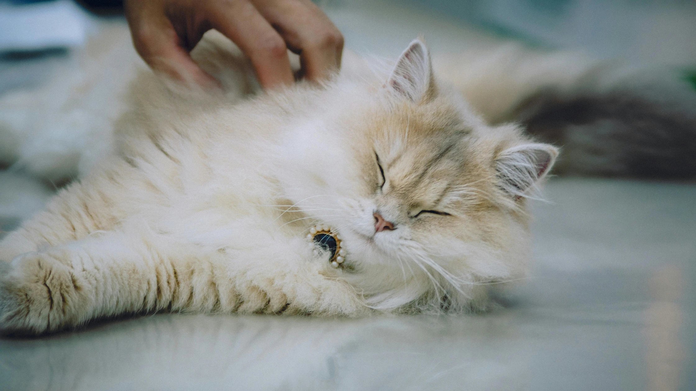 A cat with a beautiful coat is being touched by its owner.  The cat is enjoying this so much, she has her eyes closed.