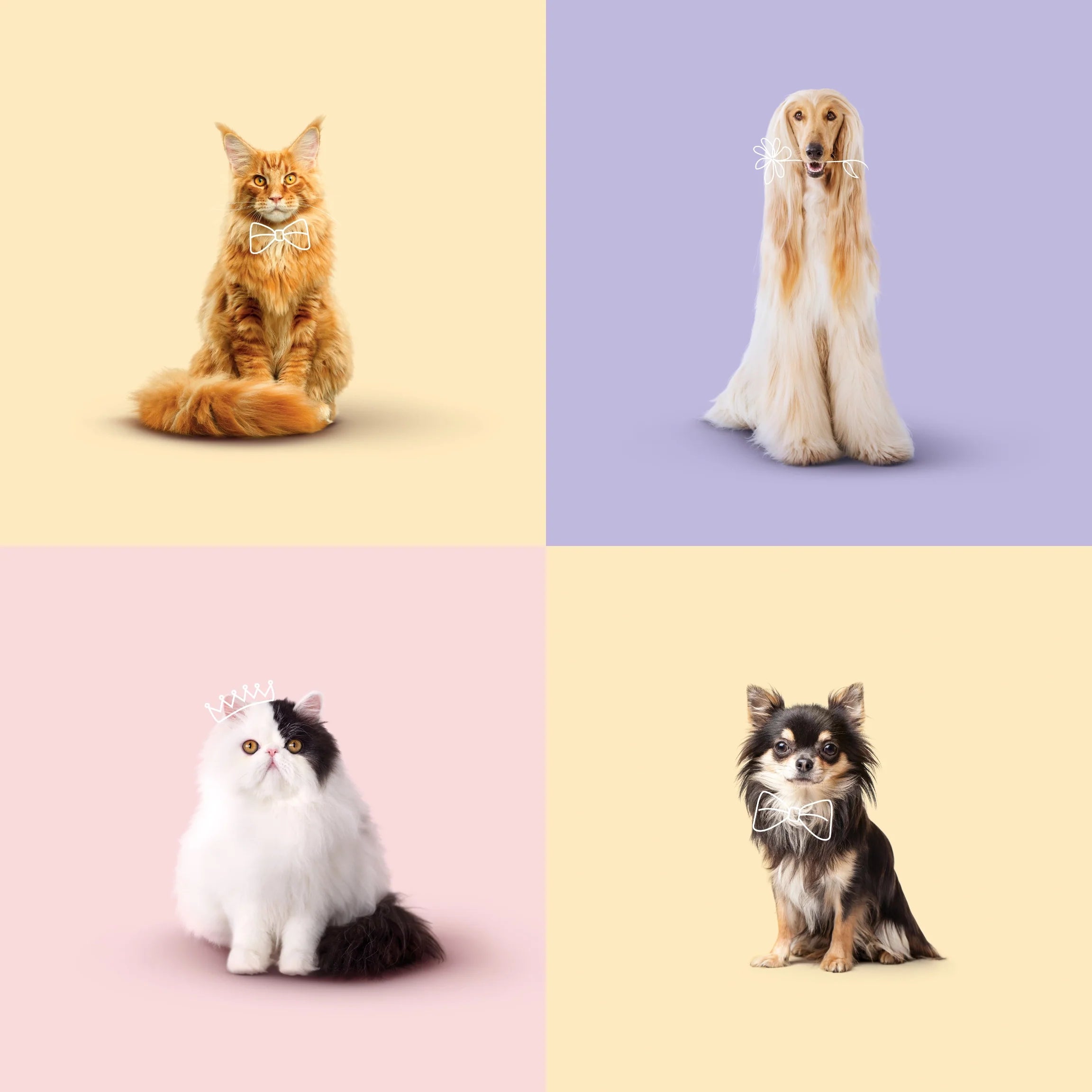 Four pastel coloured squares, each containing an image of a beautifully-groomed cat or dog - these pets appear on Lumi's wet pet food packaging.