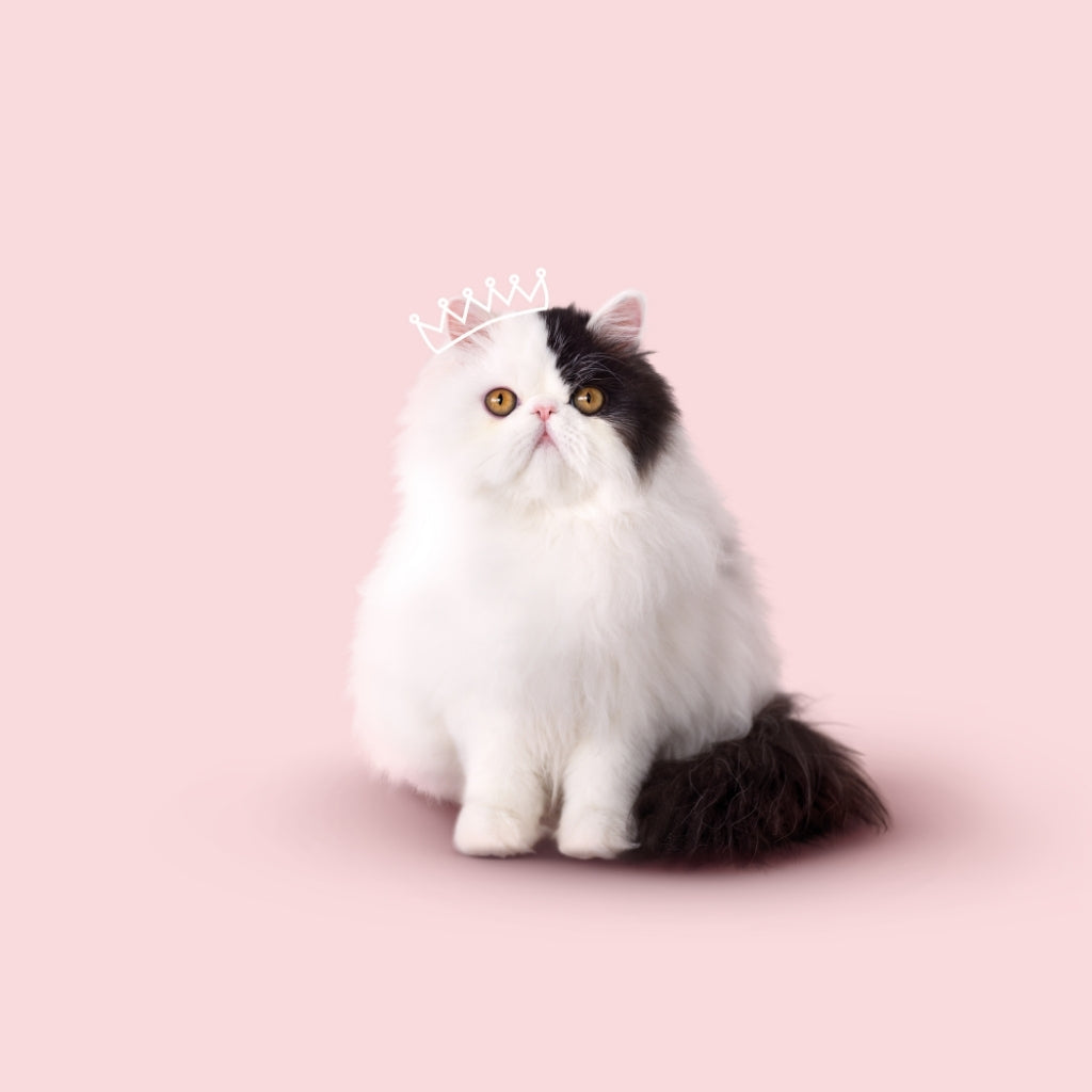 A beautifully groomed cat on a pale pink background, wearing a hand-drawn crown