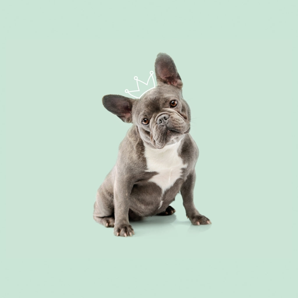 A beautiful, well-groomed dog sitting on a pastel green background, wearing a hand-drawn crown.
