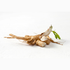 Chicory Inulin (Prebiotic)