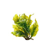 Marine Microalgae Oil (DHA) + Lecithin
