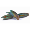 NZ Green Mussel